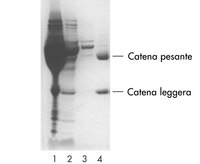 Purificazione delle IgG monoclonali di topo da liquido ascitico su colonnina da centrifuga  PROSEP-A. Corsia 1: liquido ascitico non purificato. Corsia 2: flow-through del liquido ascitico. Corsia 3: lavaggio dal flow-through. Corsia 4: 5 µg di anticorpi purificati. Per gentile concessione di Exalpha Biologicals.